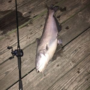 Meet your Posher, Greg